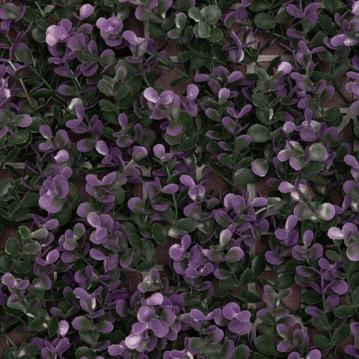 Purple Buxus - Image 3