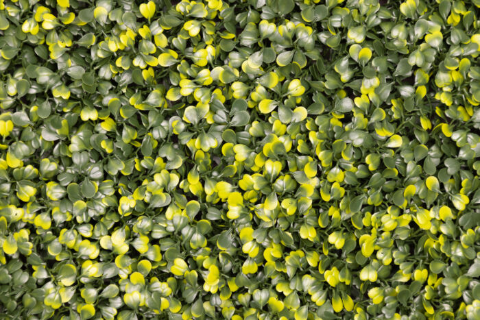 Yellow Boxwood - Image 3